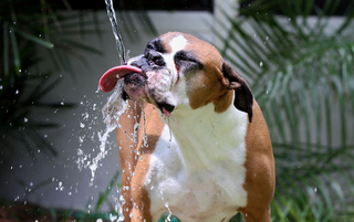 Illustration for article titled Shooting Challenge Pets Gallery 5